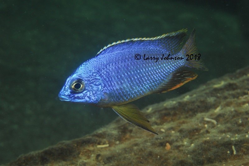 Protomelas taeniolatus 'Mitande Reef (Rocks)'